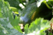 Foto: Eine reife Zucchine zwischen Blätter