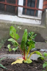 Rotstieliger Mangold im Beet