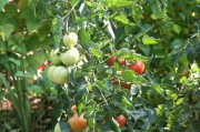 Foto: Tomaten am Strauch