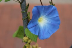 Eine Blüte in hübscher blauer Farbe