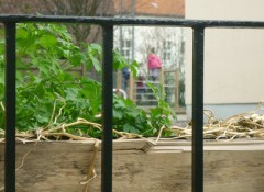 Blick durch das Geländer neben dem Pflanzkasten an der Fröbelstrasse