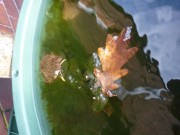 Ein Blatt schwimmt in der Regentonne neben dem Pfarrhaus