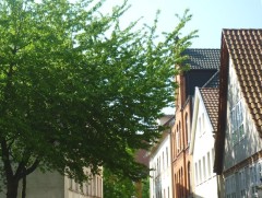 Hausdächer in der Altstadt