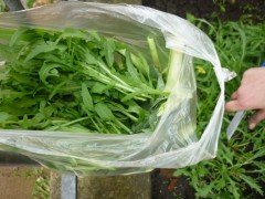 Rucola für den Salatteller