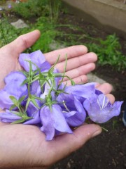 Blüten der Glockenblume