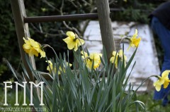 Osterglocken (Narcissus pseudonarcissus)